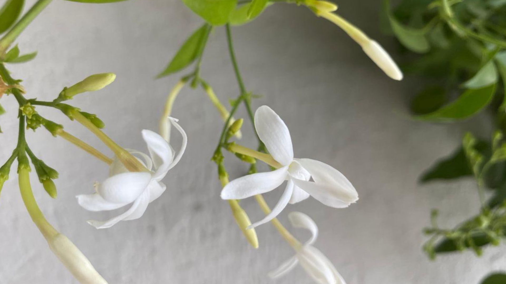 A trail of Jasmine