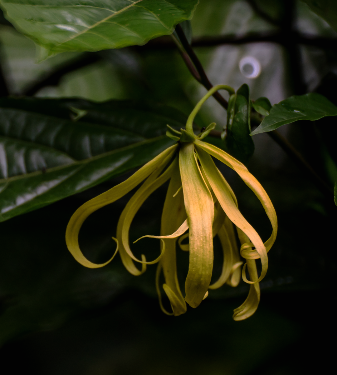 Sweet Ylang Ylang