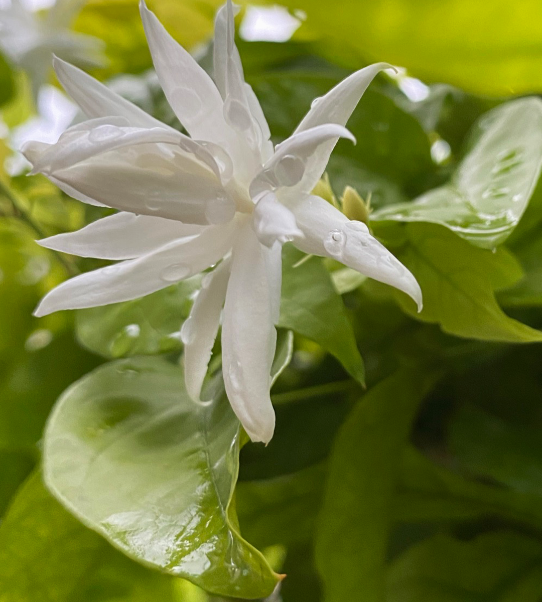 Blooming Jasmine