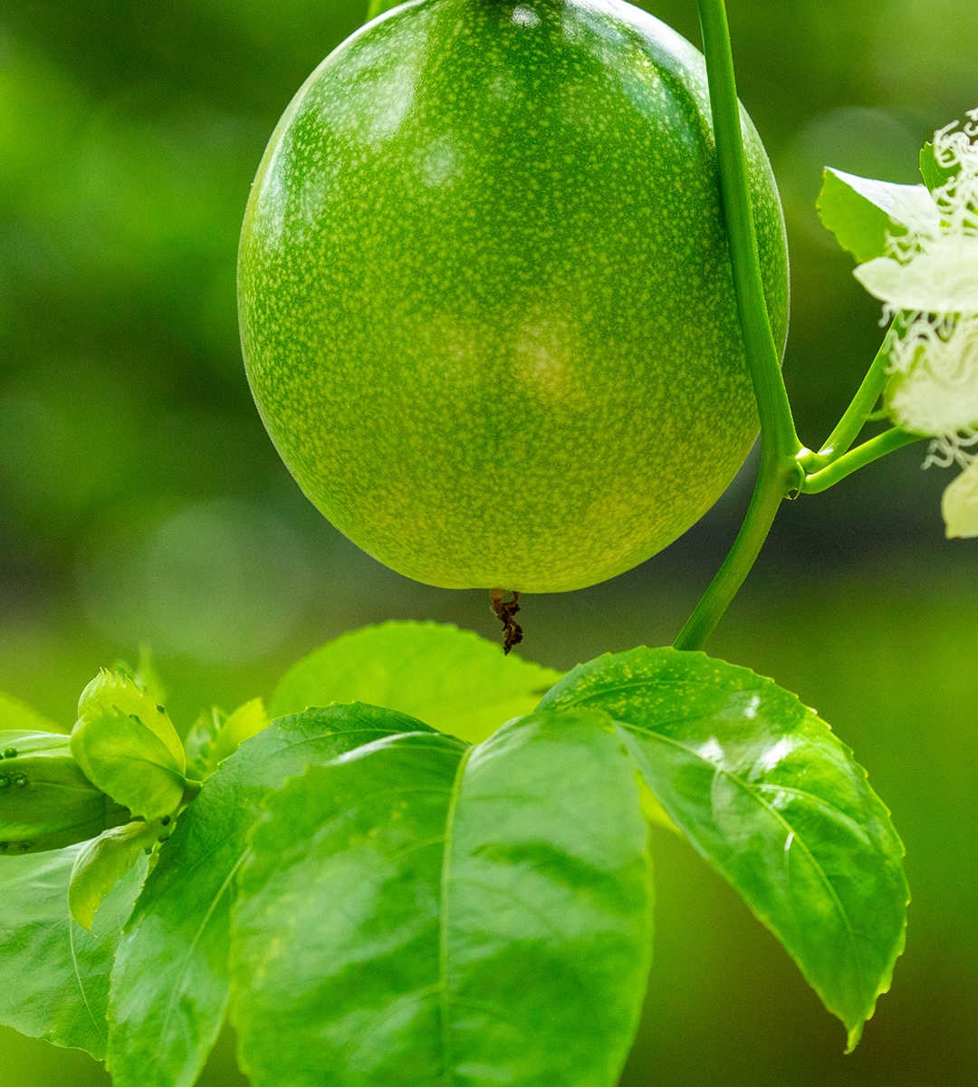 Lush Greens