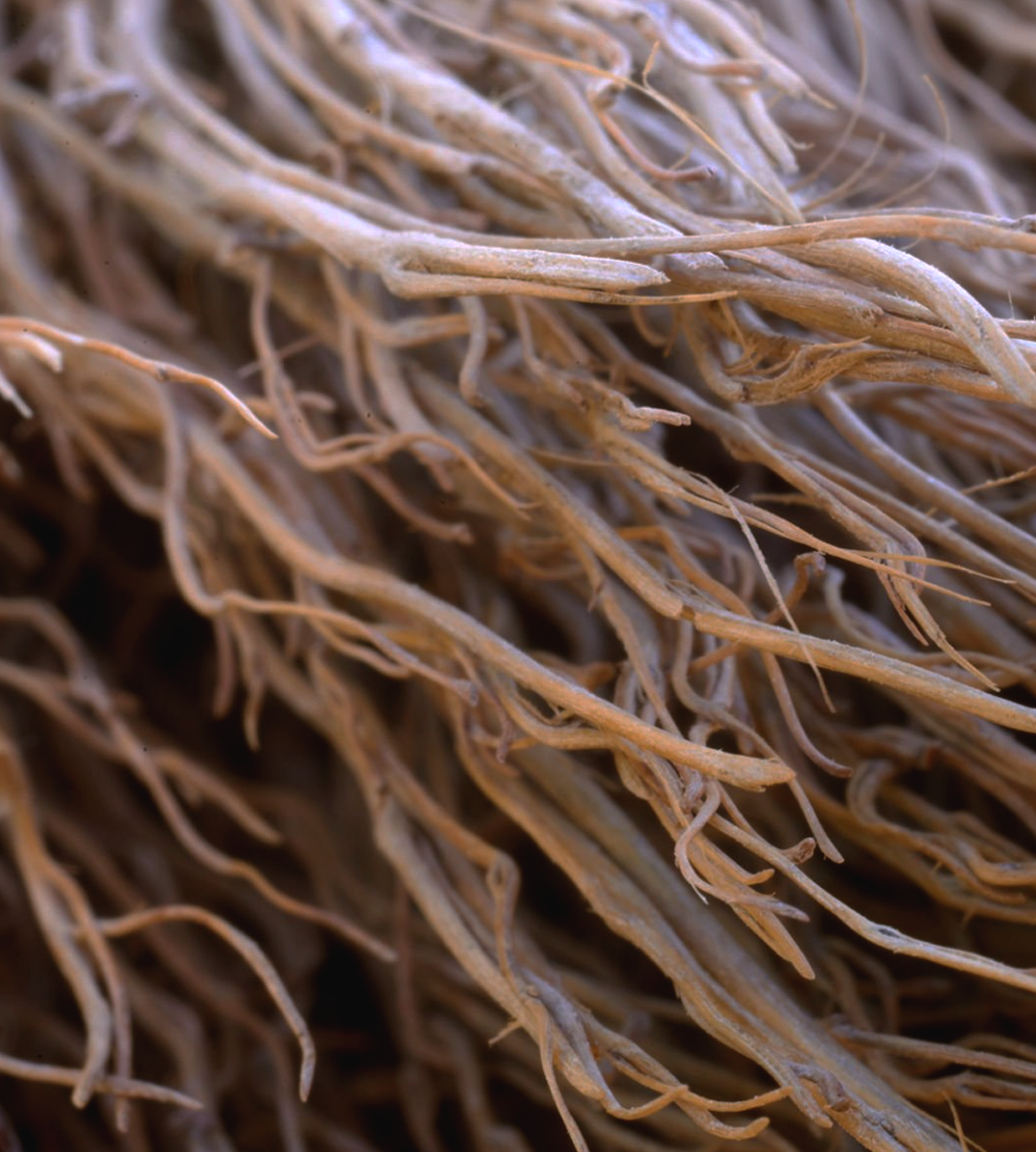 Earthy Vetiver