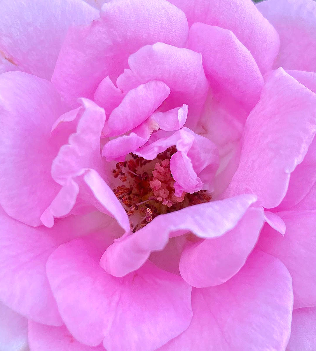 Sweet Rose