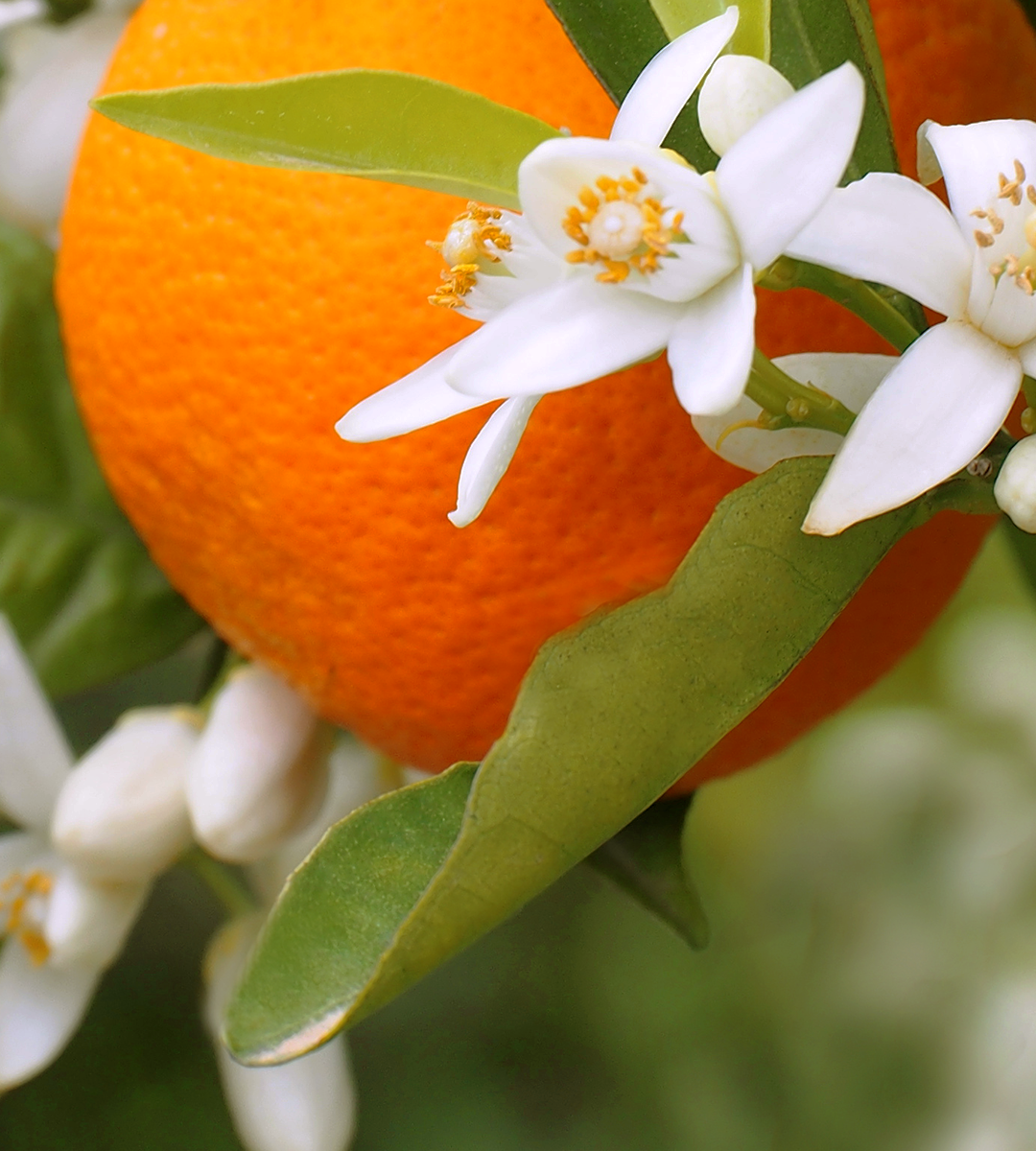 Citrus Garden