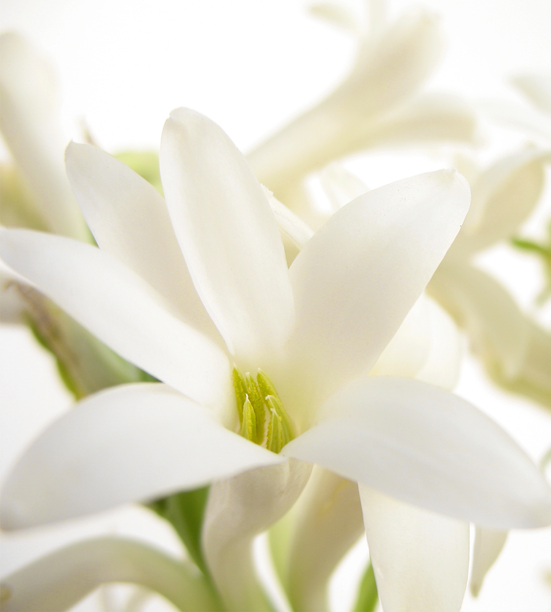 Tuberose Blossoms