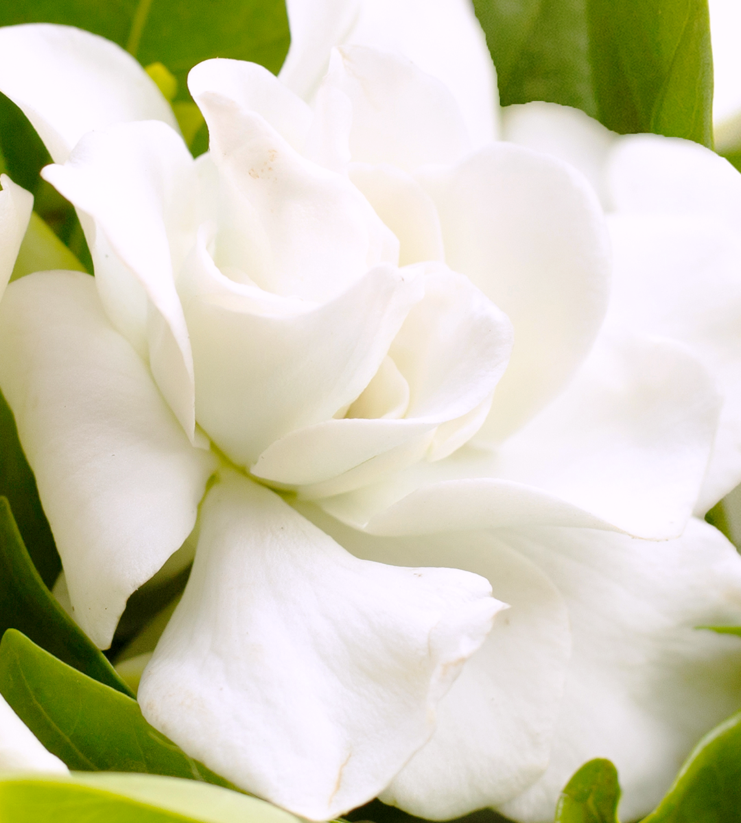 White Florals