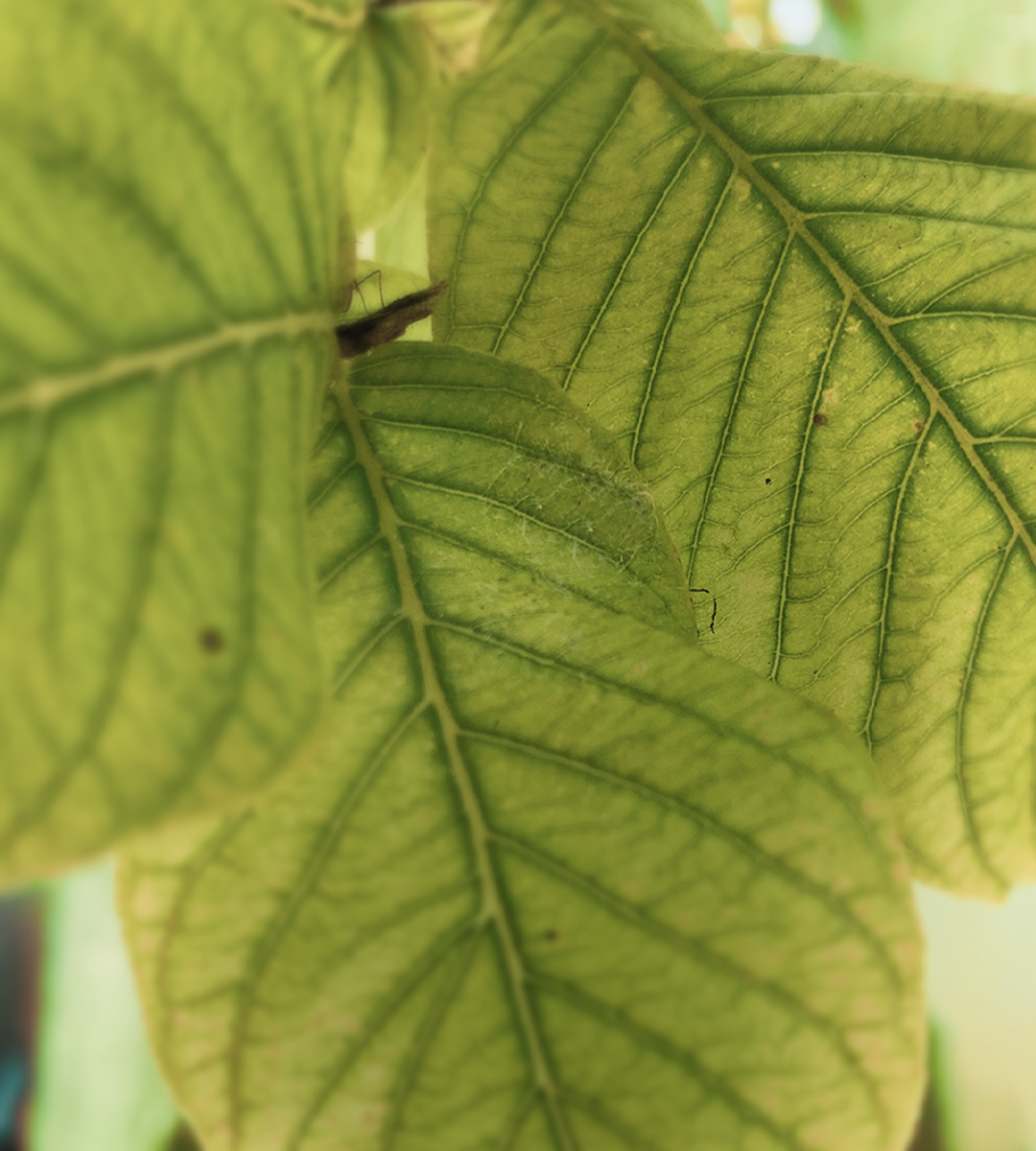 Herbaceous Guava Leaf