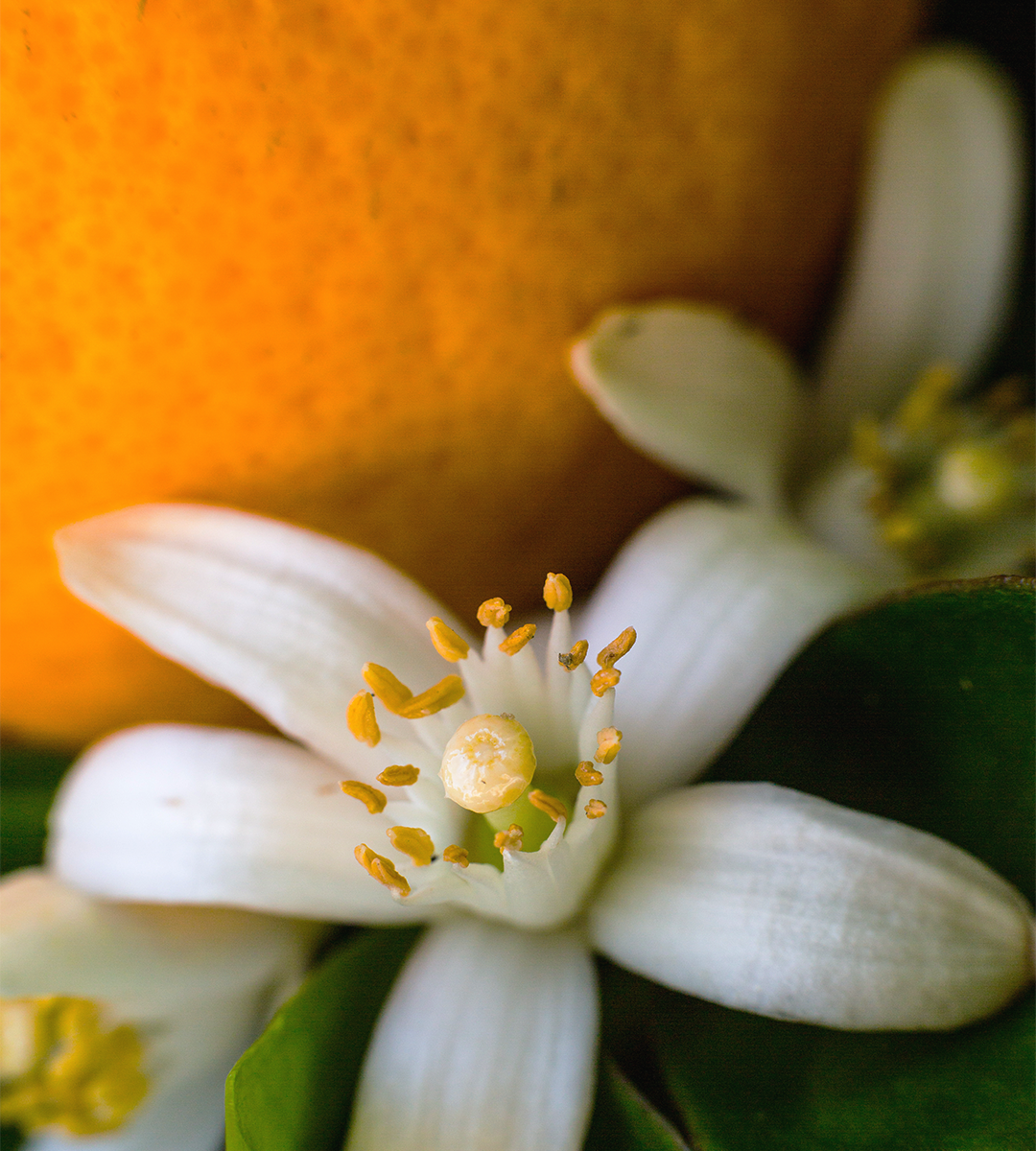 Sweet Orange Blossoms