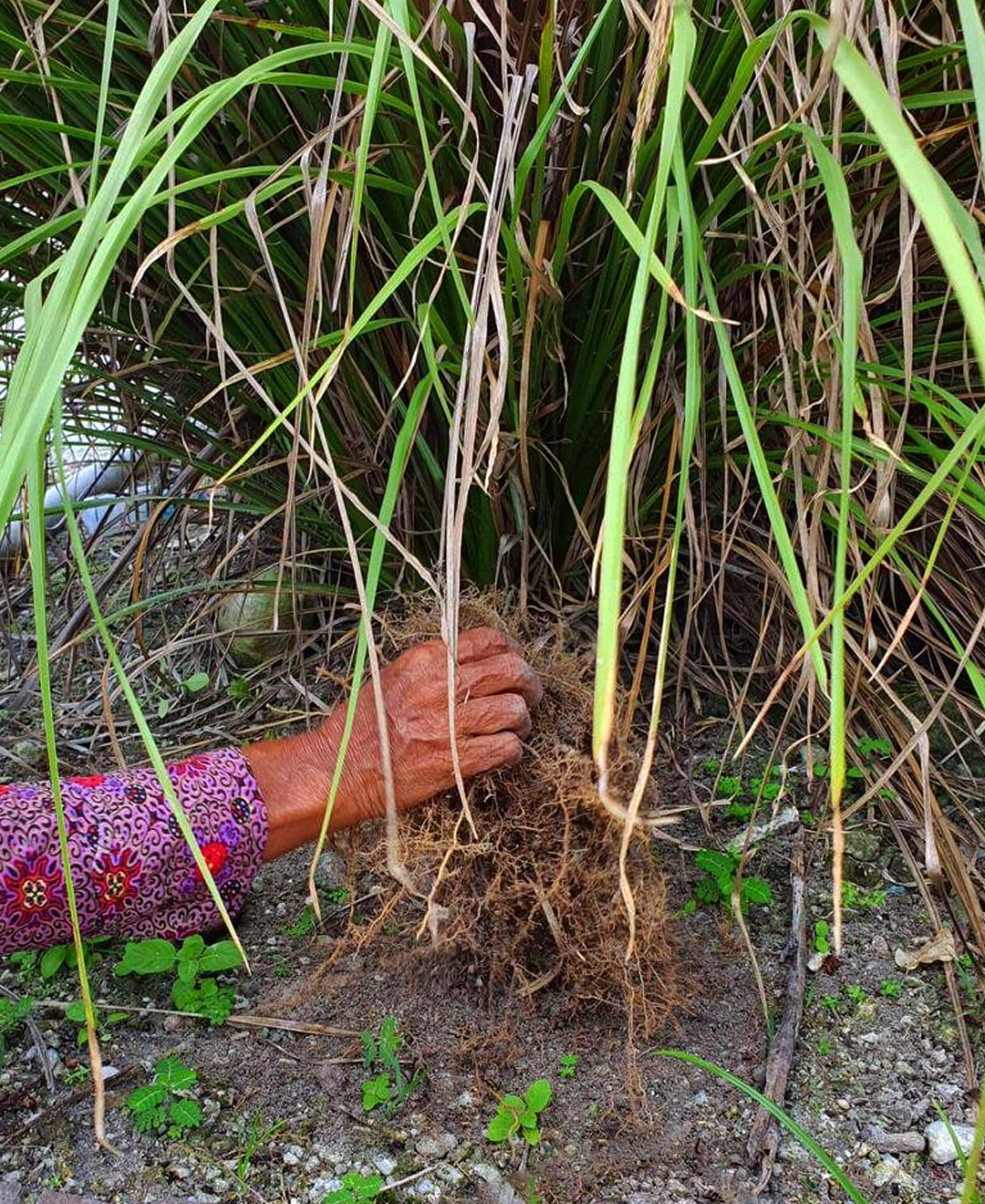 Vetiver.png